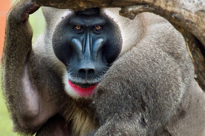 Camerún – Selva y Sahel